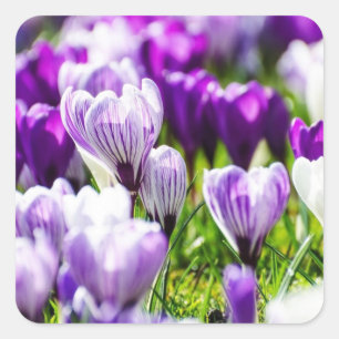 Sceaux d'enveloppe et autocollants Crocus Violet
