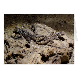 Sceloporus cyanogenys