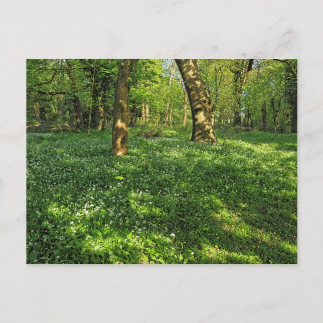 Scène De Bois. Blackweir Woods, carte postale Card (Devant)