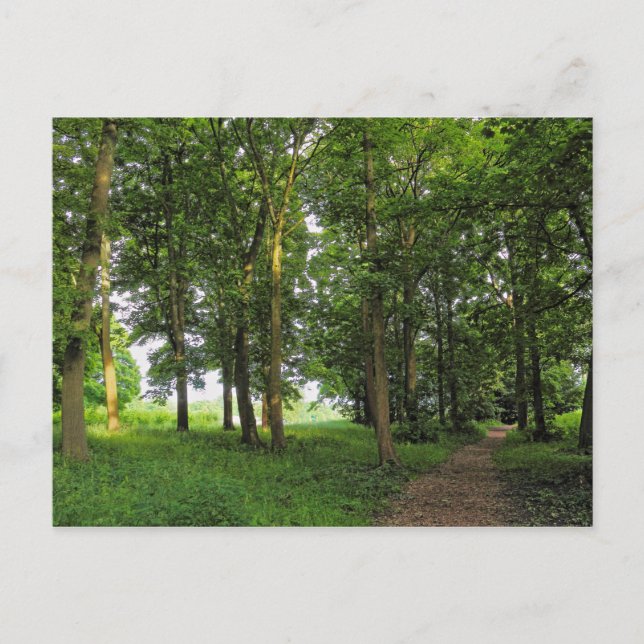 Scène De Bois. Blackweir Woods, carte postale Card (Devant)