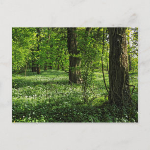 Scène De Bois. Blackweir Woods, carte postale Card