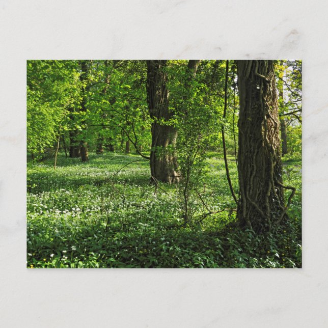 Scène De Bois. Blackweir Woods, carte postale Card (Devant)
