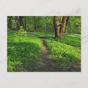 Scène De Bois. Blackweir Woods, carte postale Card