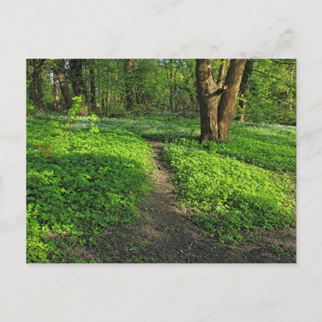 Scène De Bois. Blackweir Woods, carte postale Card (Devant)