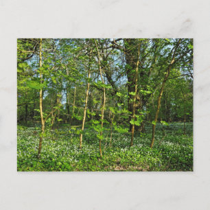 Scène De Bois. Blackweir Woods, carte postale Card