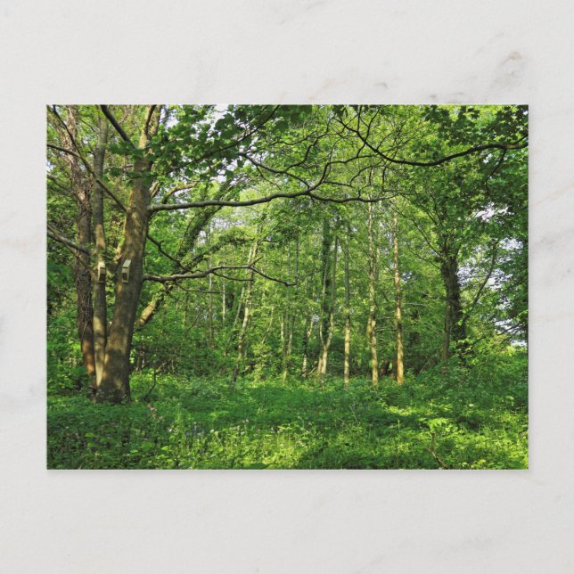 Scène De Bois. Blackweir Woods, carte postale Card (Devant)