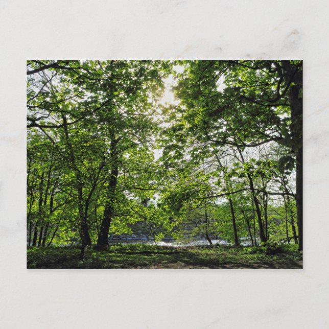 Scène De Bois. Blackweir Woods, carte postale Card (Devant)