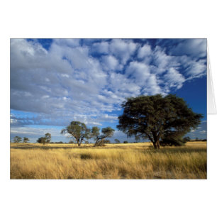 Scène du désert du Kalahari, Kgalagadi Transfronti
