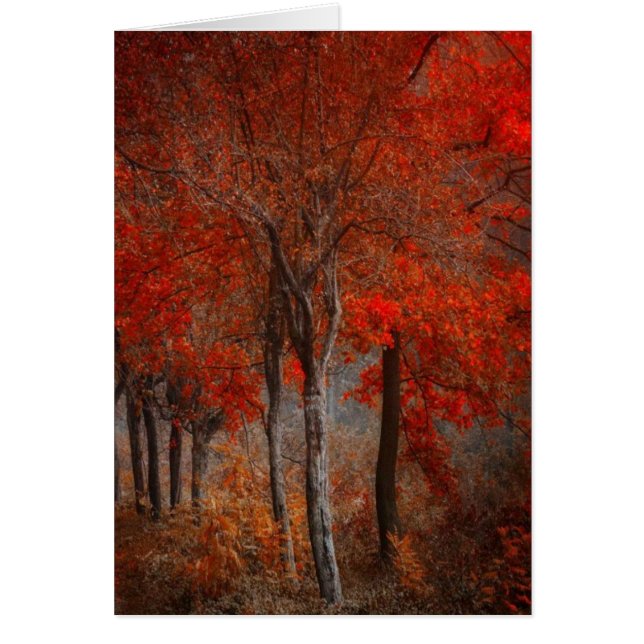 Scène vintage de forêt (Devant)