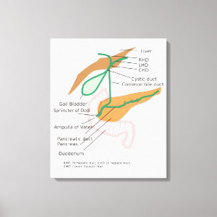 Schéma du système biliaire sur toile Diagramme de