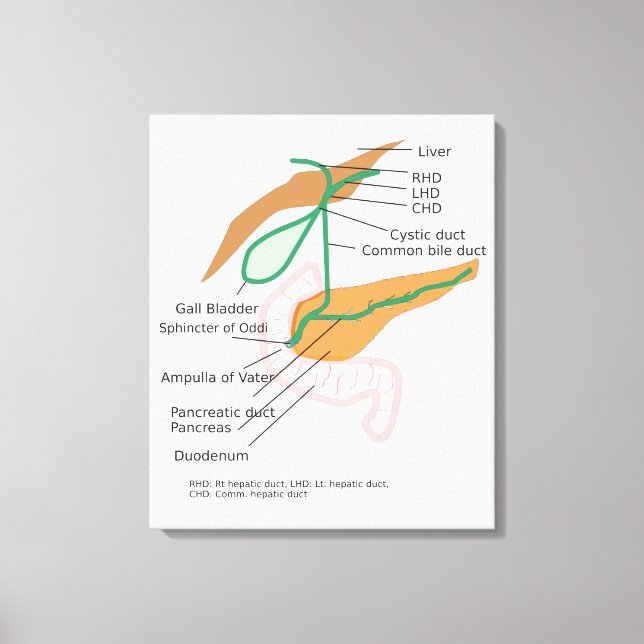Schéma du système biliaire sur toile Diagramme de  (Recto)