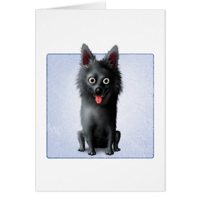 Schipperke (Devant)