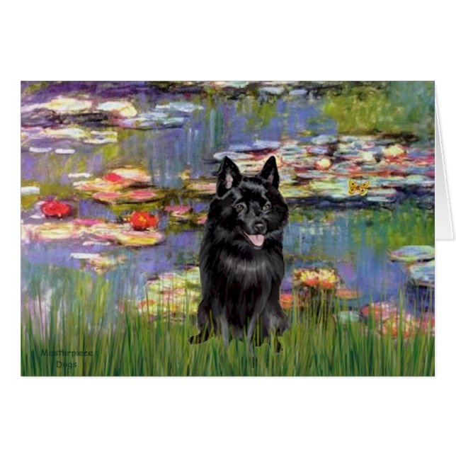 Schipperke 4 - Lys 2 (Devant horizontal)