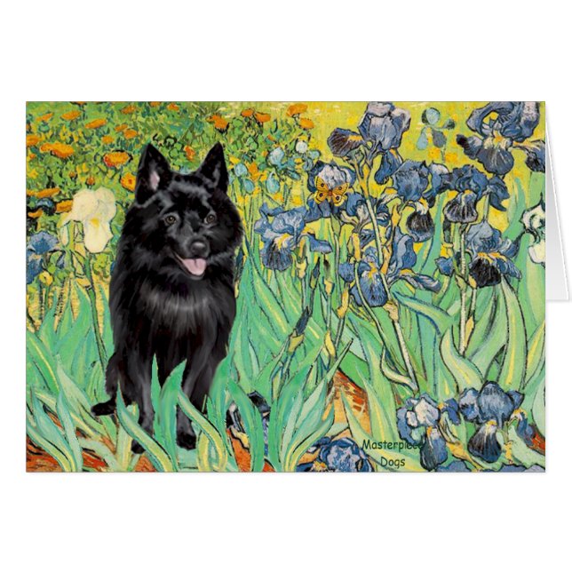 Schipperke 7 - Irises (Devant horizontal)