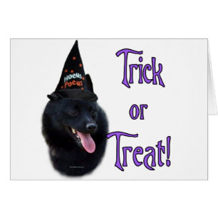 Schipperke Trick