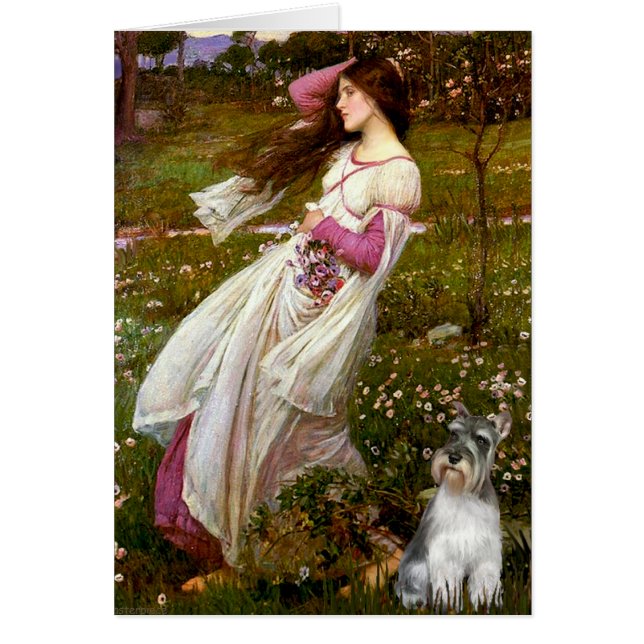 Schnauzer 11N - Fleurs à vent (Devant)