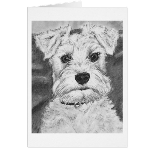 Schnauzer blanc (Devant)