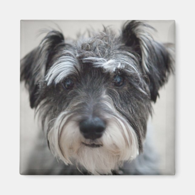 Schnauzer Dog Carré Magnet (Devant)