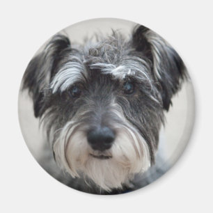Schnauzer Dog Magnet