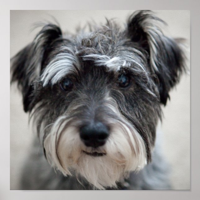 Schnauzer Dog Poster Print (Devant)