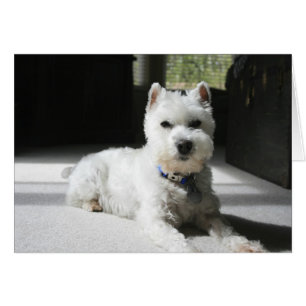Schnauzer miniature blanc, carte vierge