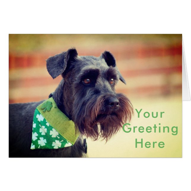 Schnauzer miniature noir (Devant horizontal)