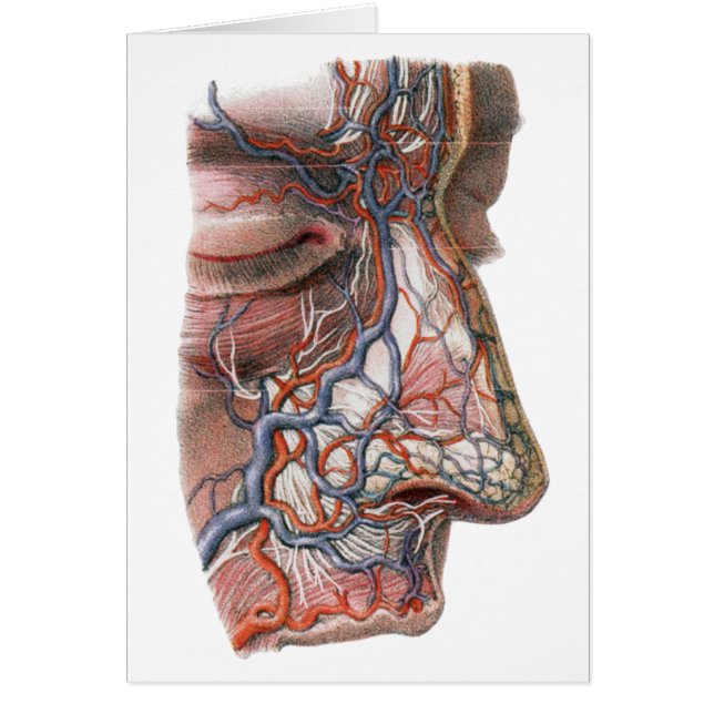 Science vintage Anatomie humaine, Visage avec nez (Devant)