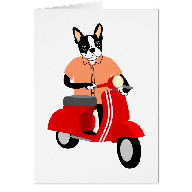 Scooter de Boston Terrier (Devant)