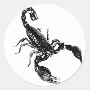 Scorpion noir sur autocollant blanc