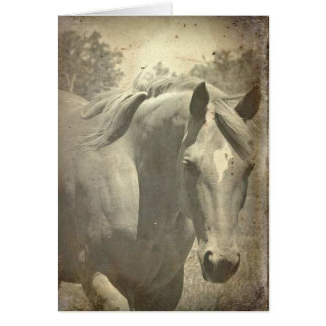 Scotch Faux Vintage (Devant)