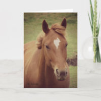 Scotch Gelding Vintage Look, Merci