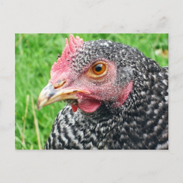 Scots Grey Hen - Carte postale Volaille (Devant)