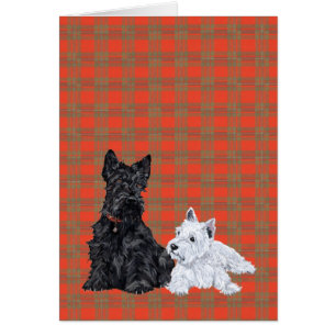 Scottie Adult & Westie Puppy
