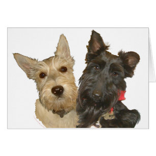 Scotties Blé et Noir