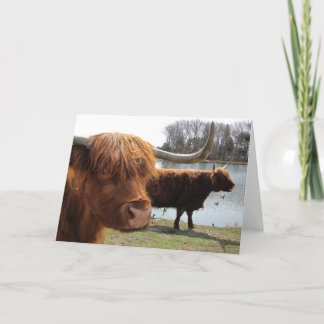 Scottish Highland Cattle ~ carte
