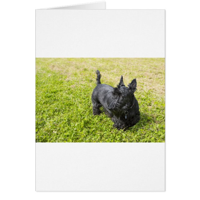 Scottish Terrier (Devant)