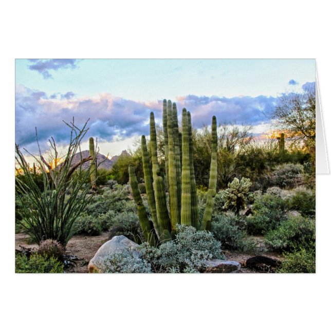 Scottsdale Succulent Sunset (Devant horizontal)