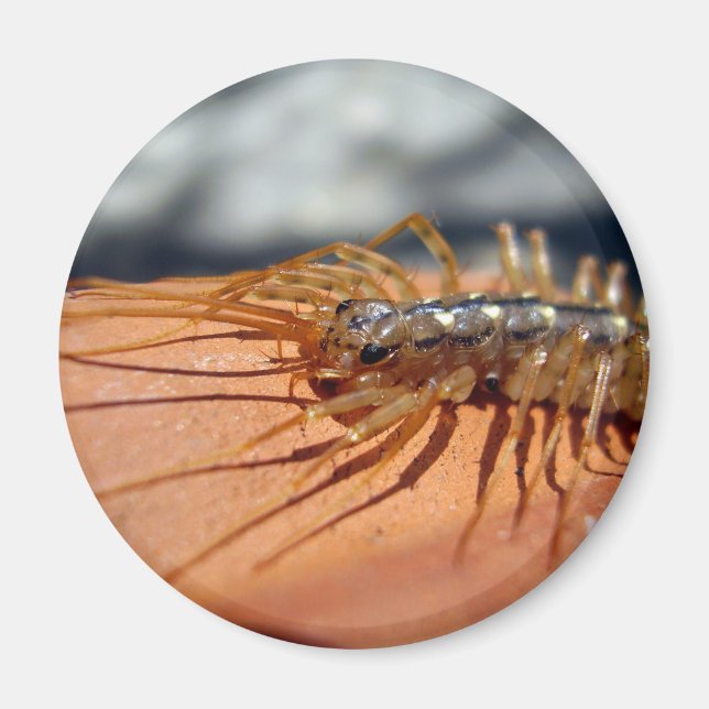 Scutigera Coleoptrata Magnet (Devant)