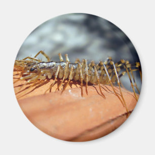 Scutigera Coleoptrata Magnet