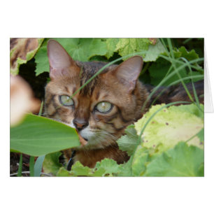 Se cacher dans le jardin