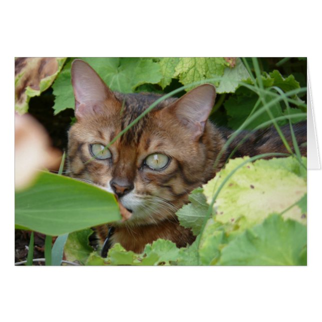 Se cacher dans le jardin (Devant horizontal)