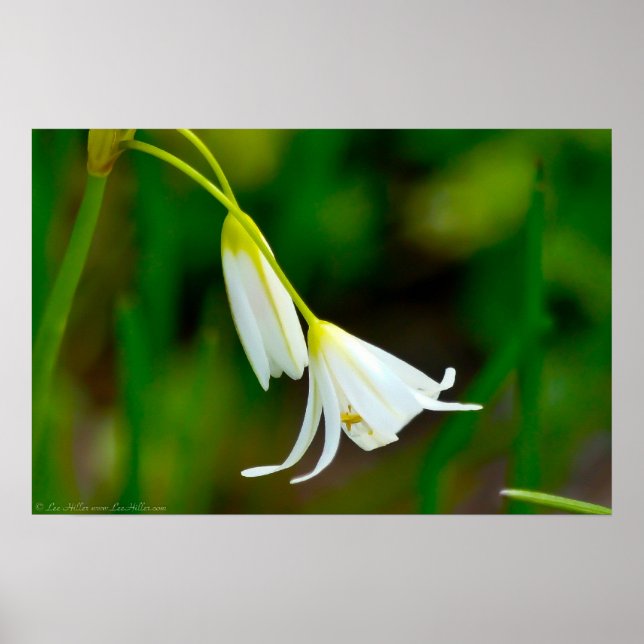 "Se plier avec grâce" fausse affiche d'ail (Devant)