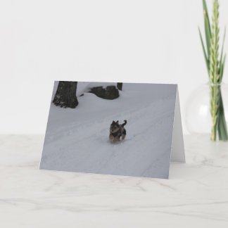 Se précipitant la carte déterminée de chiot