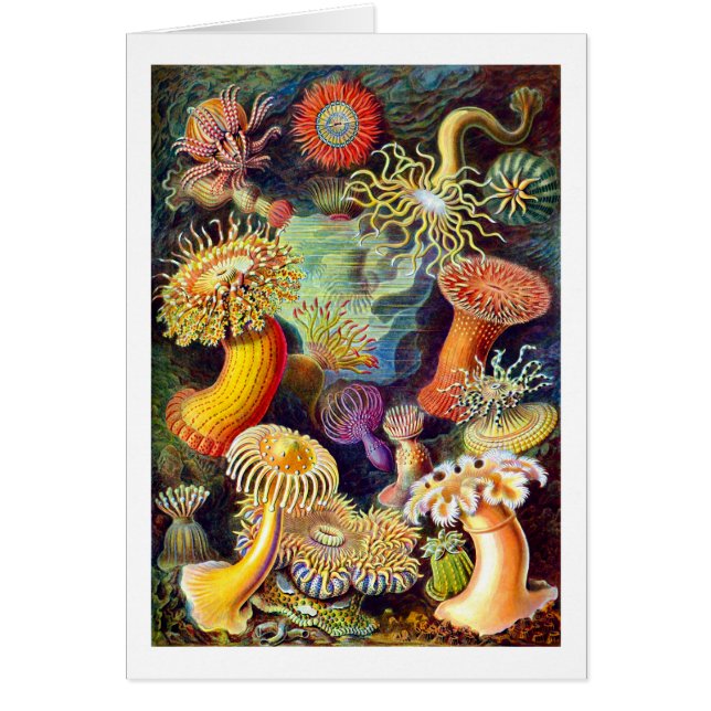 Sea Anemones Ernst Haeckel Art (Devant)