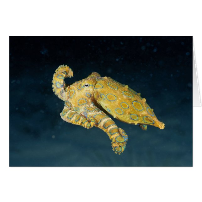 Sea Life - Octopus (Devant horizontal)