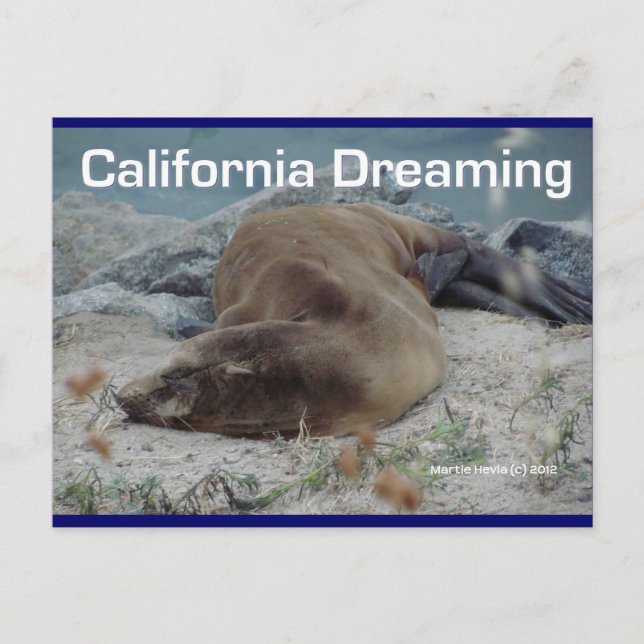 Sea Lion - California Dream - Carte postale (Devant)