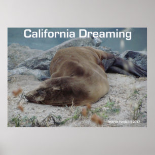 Sea Lion - California Dream - Poster
