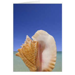 Sea shell Close
