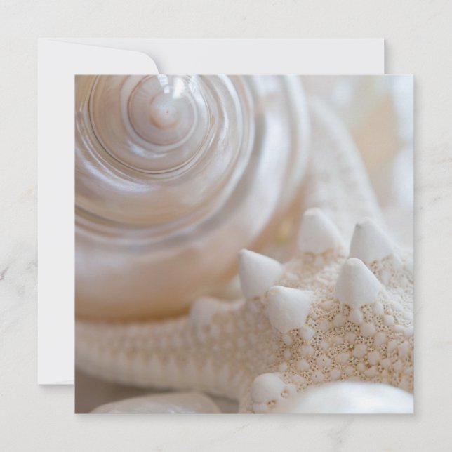 Sea Shell & Starfish Arrière - plan - Beach Shells (Devant)