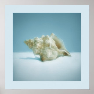 Sea Snail - affiche